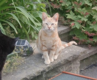 Kater Kasperle