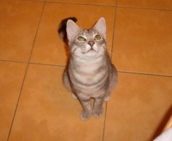 Katze Louise