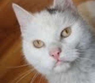 Ataxie Katze Unsauber