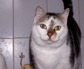 Kater Sternchen