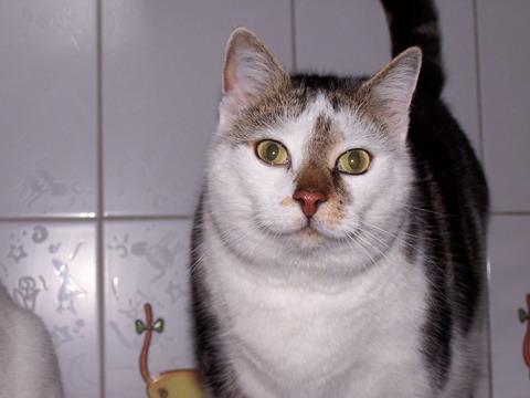 Kater Sternchen